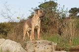 CANE CORSO 127